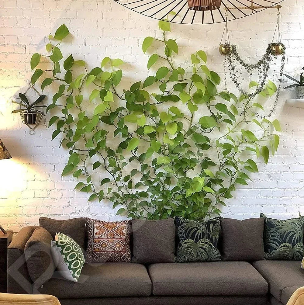 [60 Clips Set] Plant Climbing Self Adhesive Wall Clips